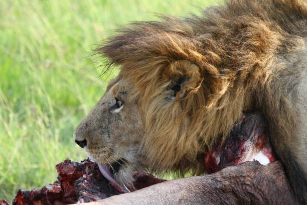 istock Adult lion with huge mane feeeding on hippo carcass 1475632387