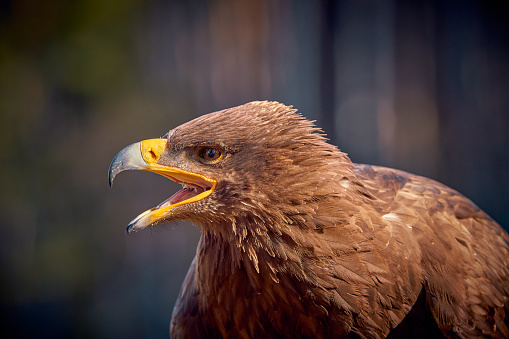 Detail portrait of eagle (Aquila nipalensis), open beak, isolated dark background