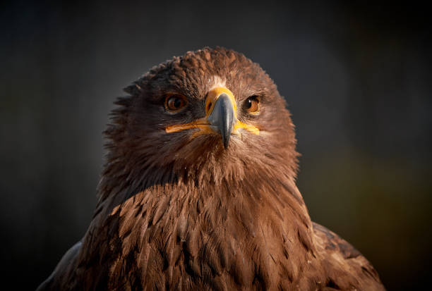istock Detail portrait of eagle (Aquila nipalensis) 1475632766