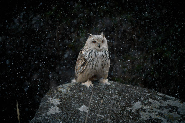 istock Siberian owl - Bubo bubo sibiricus sitting on a rock, falling snow 1475632769