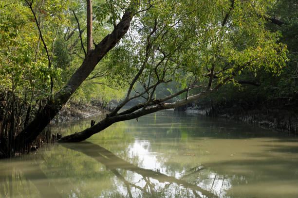 A canal in Sundarbans.Sundarbans is the biggest natural mangrove forest in the world, located between Bangladesh and India.this photo was taken from Bangladesh.