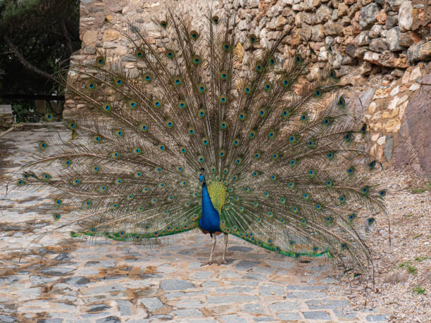 istock Peacock with feathers in front of a rock 1475635480