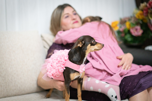 Mother and daughter spending time with their chihuahua dog on sofa at home