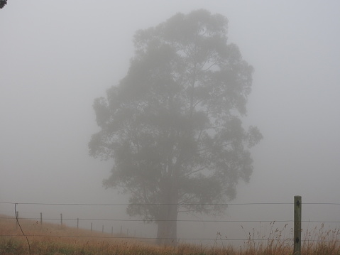 Morning Fog, a disused dairy in the distant Korumbbura Victoria