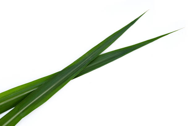istock Sugar cane leaves on white background. 1475637340
