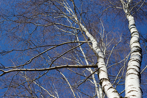 bare birch tree in sunny day with bottom view image