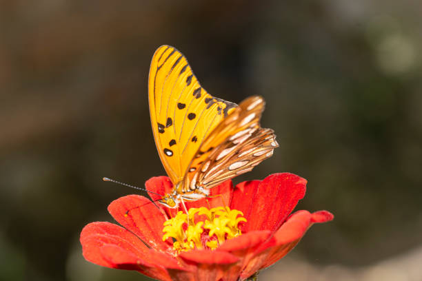 istock Vanesa Carye butterfly sucking nectar on a zinnia flower 1475639249