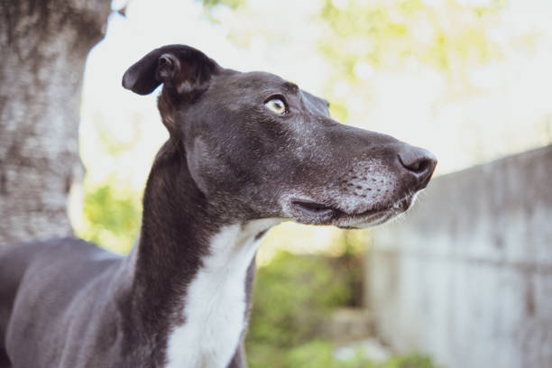 Side view of a super fast whippet dog wearing a number 4 black coat on a white background.