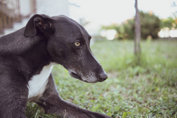 istock Funny looking greyhound playing nice for treats 1475639794