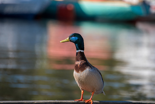 Mallard duck swimming on water in spring in sunshine