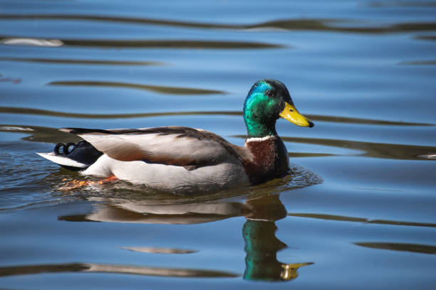 istock Mallard duck swimming on water in spring in sunshine 1475643346