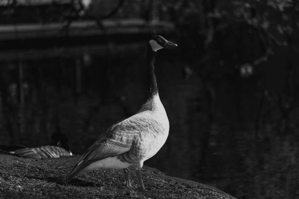 istock The barnacle goose (Branta leucopsis) is a species of goose . 1475643357
