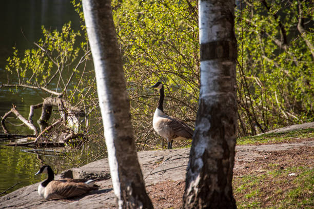 istock The barnacle goose (Branta leucopsis) is a species of goose . 1475643377