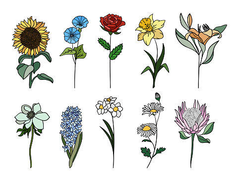 Realistic colorful flowers set. Perfect for illustrations and botanical education.