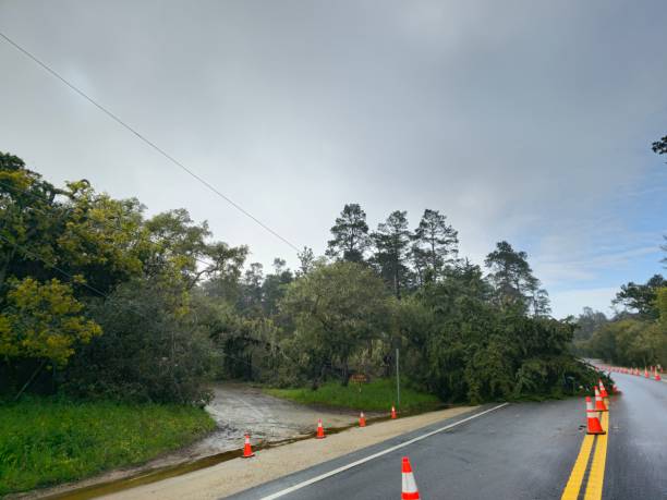 istock Wind knocked tree off to the road 1475646417
