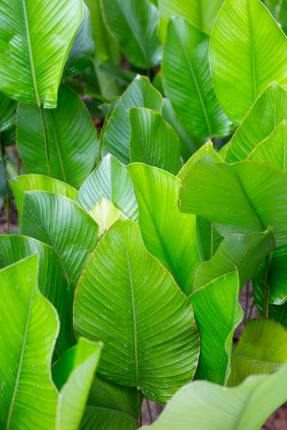 istock Green leaves of Calathea (Aublet) G. Meyer 1475648101