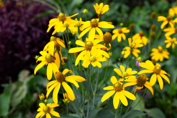 istock Yellow coneflower in the garden 1475649104