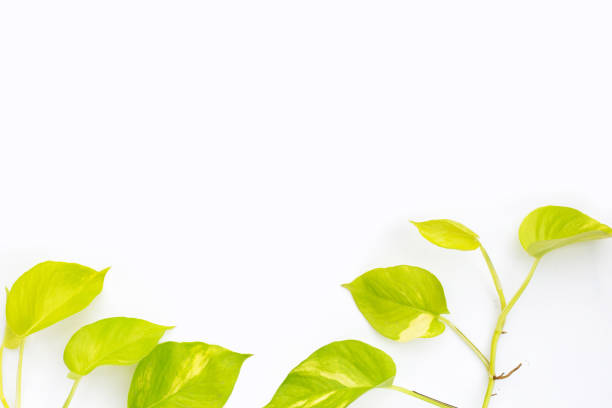 istock Golden pothos or devil's ivy leaves on white background. 1475649637