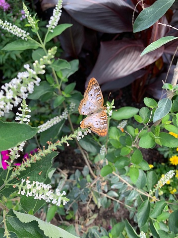Assorted Brightly-Colored Butterfly Flowers in Full-Bloom and in Bright Sunlight With Butterflies Flying Around Them in Florida in the Spring of 2023
