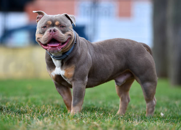 an imposing dog of the american
bully breed an imposing dog of the american
bully breed american bully dog stock pictures, royalty-free photos & images