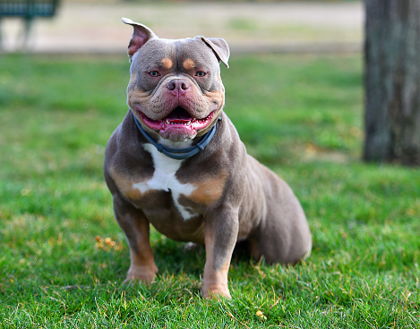 an imposing dog of the american\nbully breed