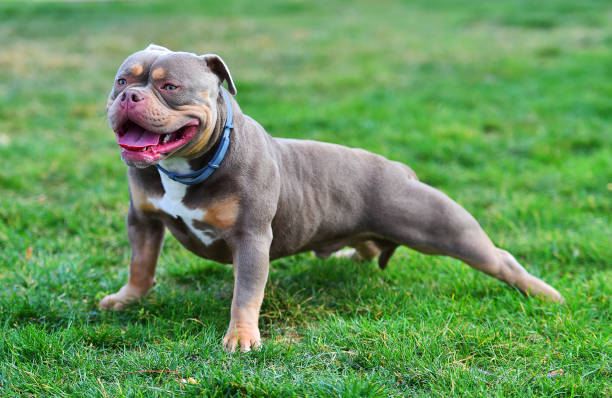 istock an imposing dog of the americanbully breed 1475650102