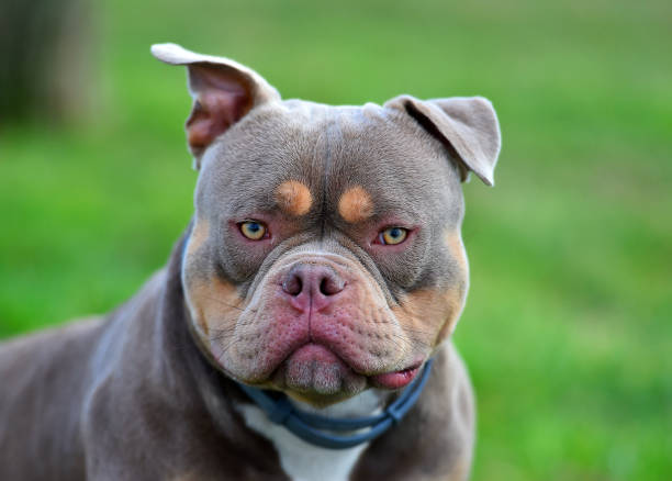 an imposing dog of the american
bully breed an imposing dog of the american
bully breed american bully dog stock pictures, royalty-free photos & images