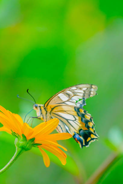 istock old world swallowtail sucking nectar from flower 1475650799