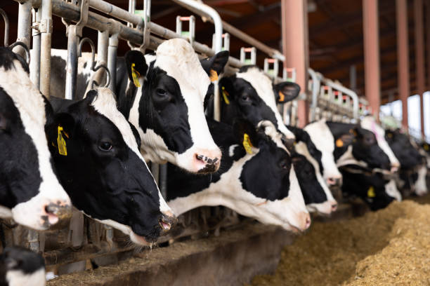 istock Cowshed at dairy farm with herd of milking cows 1475651324