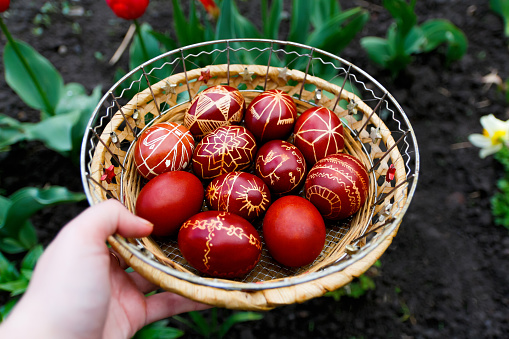 Closeup of basket of colored red eggs, Easter holiday concept. Female hand holding modern painted easter eggs. Nature background, red tulips. Collection of pysanka or krashanka. Close up.