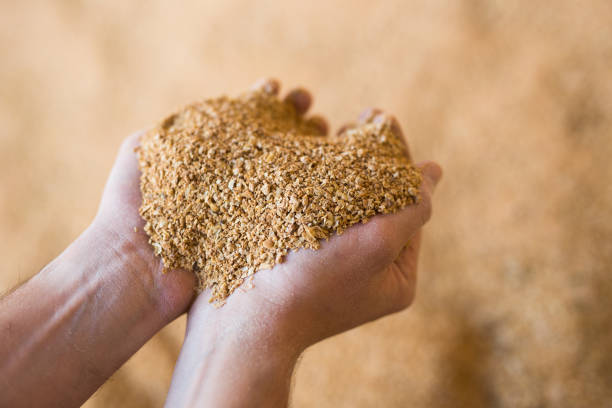 Soybean husk in farmer palms - animal feed close up