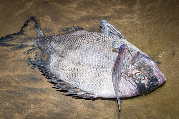 istock Very large white sea bream found dead on the beach, most likely caused by excessive pollution in the seas. 1475652788