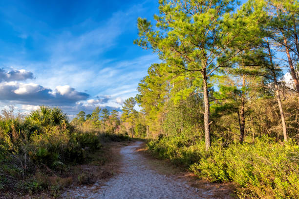 istock A path in the forest surrounded by pine trees and tropical trees at sunset 1475652806