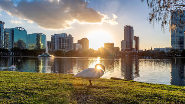 Orlando city at sunset in Lake Eola, Florida Orlando city at sunset and white swans in the sunlight in Lake Eola, Florida, USA lake eola stock pictures, royalty-free photos & images