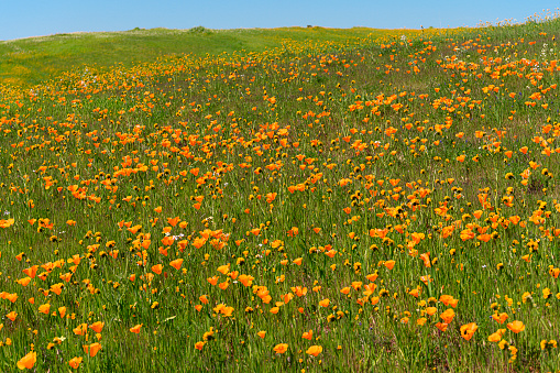 Wide view of Blooming California Poppy (Eschscholzia californica) and Common Fiddleneck (Amsinckia intermedia) wildflowers.\n\nTaken in Auburn, California, USA
