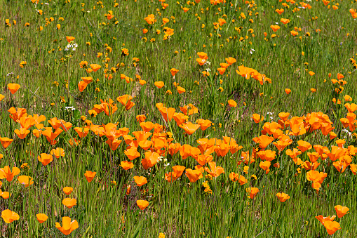Wide view of Blooming California Poppy (Eschscholzia californica) and Common Fiddleneck (Amsinckia intermedia) wildflowers.\n\nTaken in Auburn, California, USA