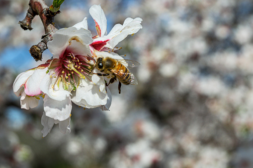 Close-up of springtime almond (Prunus dulcis) blossoms on orchard trees with honey bee pollinating the blossoms.\n\nTaken in the Gustine\n, California, USA.