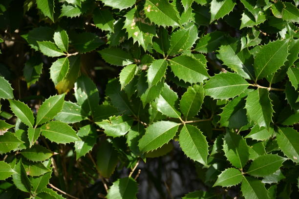 istock Fortune's osmanthus (Osmanthus×Fortunei) Hedges and leaves. 1475658553