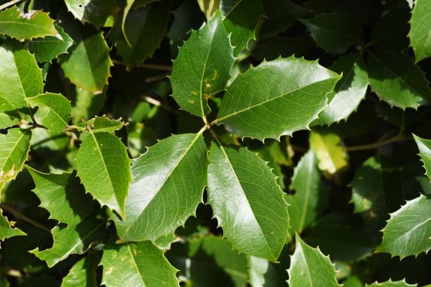 istock Fortune's osmanthus (Osmanthus×Fortunei) Hedges and leaves. 1475658555