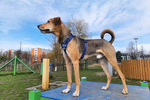 Adult, slender, medium sized mongrel dog stands on training platform during walk on sunny spring day. Defocused background. Dog lifestyle.