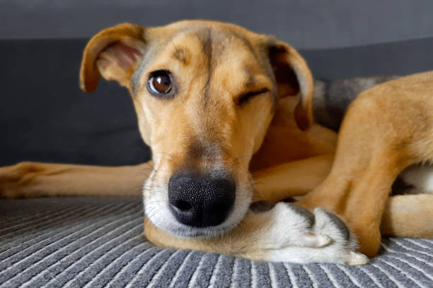 istock Dog winks. Selective focus on animal's nose. Cheerful dog muzzle. 1475659258