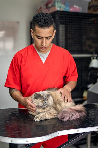 Veterinarian in red uniform attending to a cat in the office of a clinic.
