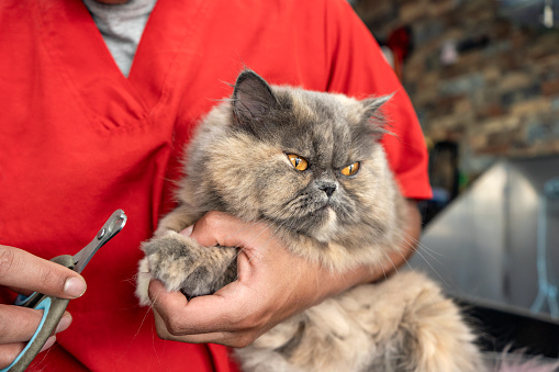 A Latino man trims the nails of a young gray cat with nail clippers at the veterinary clinic.