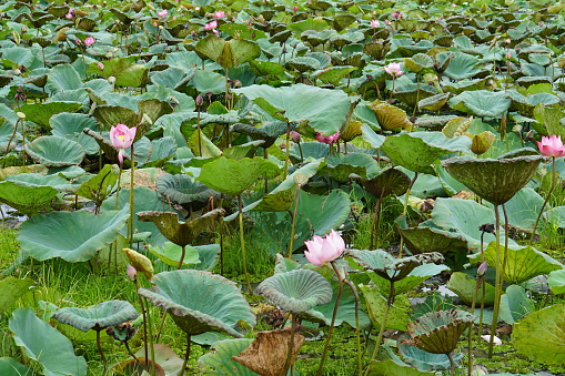 Lotus plantation background for eating and worshiping monks