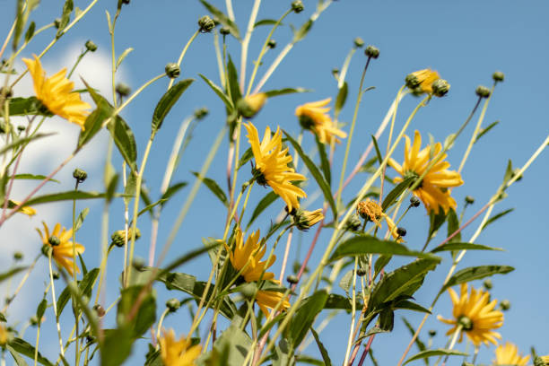 istock Wildflowers - stock image 1475663794