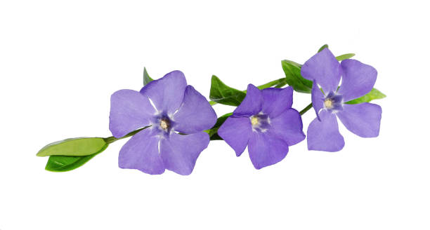 istock Periwinkle flower isolated on white background 1475664659