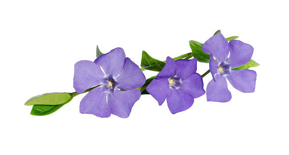 purple flowers of periwinkle (periwinkle minor, common names: lesser periwinkle, dwarf periwinkle, myrtle, creeping myrtle) isolated on white background