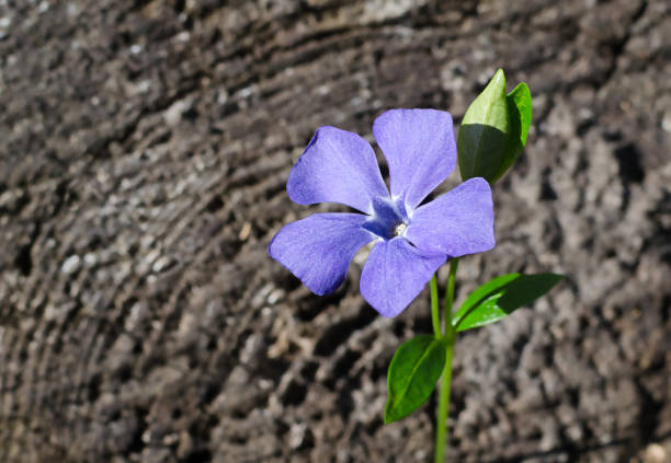purple periwinkle flower (periwinkle minor, common names: lesser periwinkle, dwarf periwinkle, myrtle, creeping myrtle) on wooden background with copy space