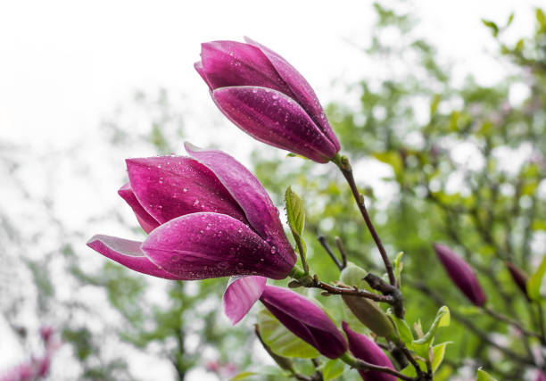 Magnolia blossom close up photo. Spring background.