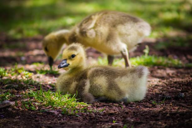 istock Canadian Goose Baby 1475670469
